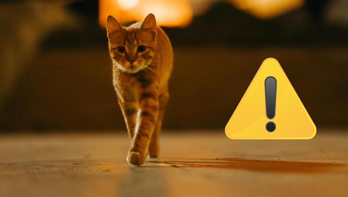 Si tu gato tiene esta conducta de madrugada, deberás prestar atención